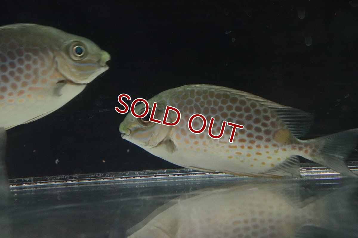 画像3: 【淡水魚】【通販】珍種 淡水ゴマアイゴ【１匹 サンプル画像】(±10-13cm)（生体）(熱帯魚)NKO (3)