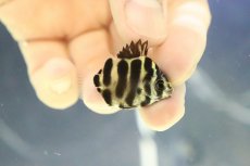 画像1: 【淡水魚】【通販】ハイブリッド アフリカンスキャット×グリーンスキャット【１匹 サンプル画像】(±5cm)(大型魚)(生体)(熱帯魚)NKO (1)