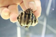 画像2: 【淡水魚】【通販】ハイブリッド アフリカンスキャット×グリーンスキャット【１匹 サンプル画像】(±5cm)(大型魚)(生体)(熱帯魚)NKO (2)