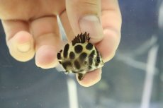 画像3: 【淡水魚】【通販】ハイブリッド アフリカンスキャット×グリーンスキャット【１匹 サンプル画像】(±5cm)(大型魚)(生体)(熱帯魚)NKO (3)