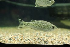 画像1: 【淡水魚】【通販】オオクチユゴイ【１匹 サンプル画像】(大型魚)(生体)(熱帯魚)NK (1)