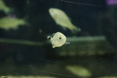 画像2: 【淡水魚】【通販】オオクチユゴイ【１匹 サンプル画像】(大型魚)(生体)(熱帯魚)NK (2)