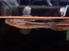 画像1: 【淡水魚】【通販】珍種 人工飼料OK ヨツメウオ トカンチンス産 ワイルド【1匹 サンプル画像】(生体)(熱帯魚)NK (1)
