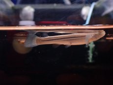 画像2: 【淡水魚】【通販】珍種 人工飼料OK ヨツメウオ トカンチンス産 ワイルド【1匹 サンプル画像】(生体)(熱帯魚)NK (2)