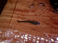 画像3: 【淡水魚】【通販】珍種 人工飼料OK ヨツメウオ トカンチンス産 ワイルド【1匹 サンプル画像】(生体)(熱帯魚)NK (3)