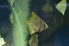 画像1: 【淡水魚】【通販】ヒメツバメウオ【1匹 サンプル画像】(生体)(熱帯魚)NKＯ (1)
