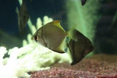 画像2: 【淡水魚】【通販】ヒメツバメウオ【1匹 サンプル画像】(生体)(熱帯魚)NKＯ (2)