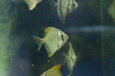 画像3: 【淡水魚】【通販】ヒメツバメウオ【1匹 サンプル画像】(生体)(熱帯魚)NKＯ (3)