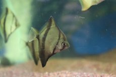 画像1: 【淡水魚】【通販】モンダクティルス セベエ(アフリカムーン)【1匹 サンプル画像】(生体)(熱帯魚)NKＯ (1)