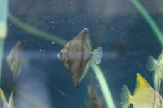 画像2: 【淡水魚】【通販】モンダクティルス セベエ(アフリカムーン)【1匹 サンプル画像】(生体)(熱帯魚)NKＯ (2)