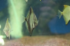 画像3: 【淡水魚】【通販】モンダクティルス セベエ(アフリカムーン)【1匹 サンプル画像】(生体)(熱帯魚)NKＯ (3)