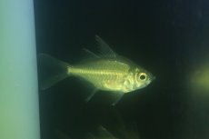 画像1: 【通販 淡水魚】珍種 淡水ハナダカタカサゴイシモチ【１匹 サンプル画像】(±8cm)(生体)(熱帯魚)NK (1)