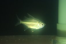 画像2: 【通販 淡水魚】珍種 淡水ハナダカタカサゴイシモチ【１匹 サンプル画像】(±8cm)(生体)(熱帯魚)NK (2)