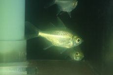 画像3: 【通販 淡水魚】珍種 淡水ハナダカタカサゴイシモチ【１匹 サンプル画像】(±8cm)(生体)(熱帯魚)NK (3)