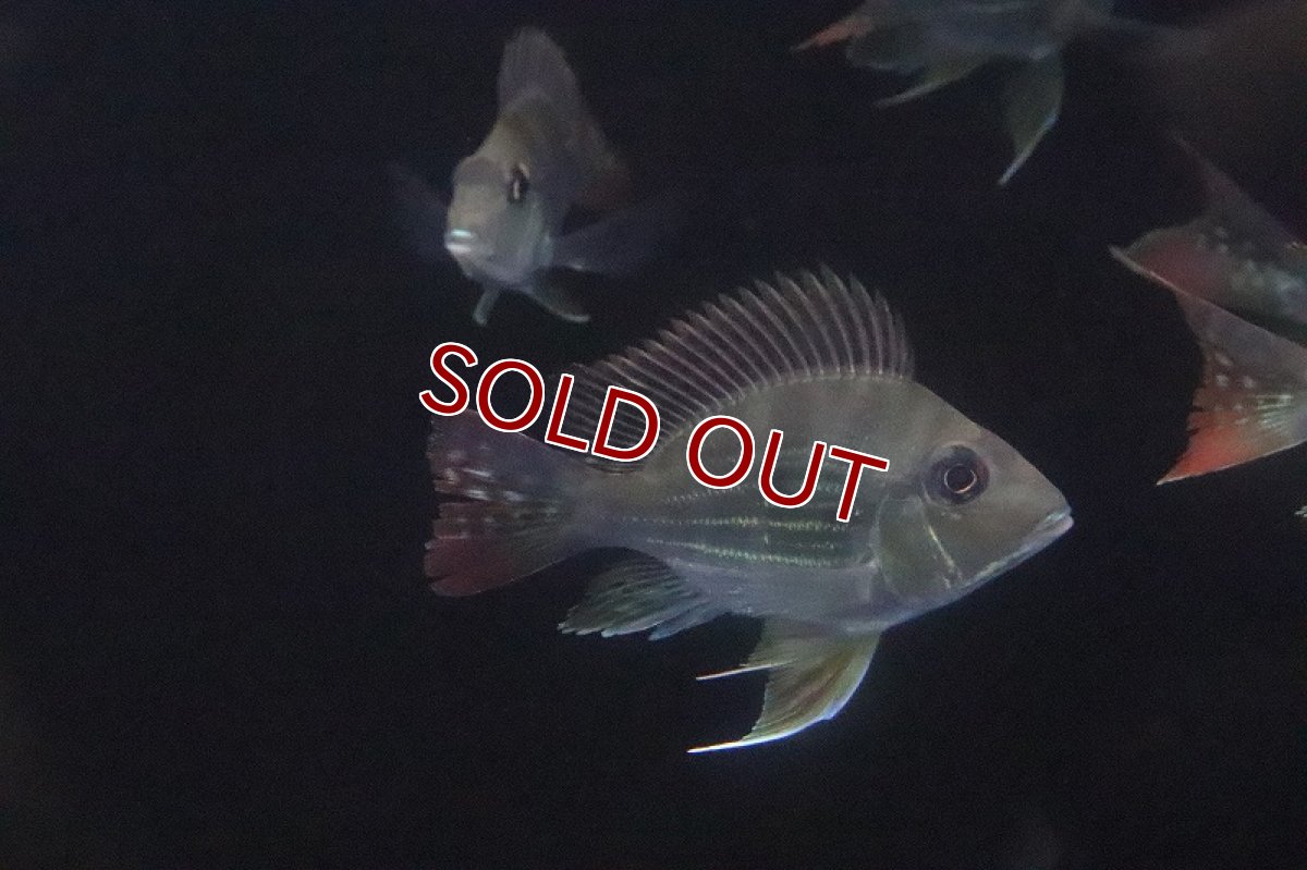 画像2: 【淡水魚】【通販】レア種 Lサイズ バルーンゲオファーガス【1匹 サンプル画像】(±9cm)(大型魚)（生体）（淡水）NKO (2)