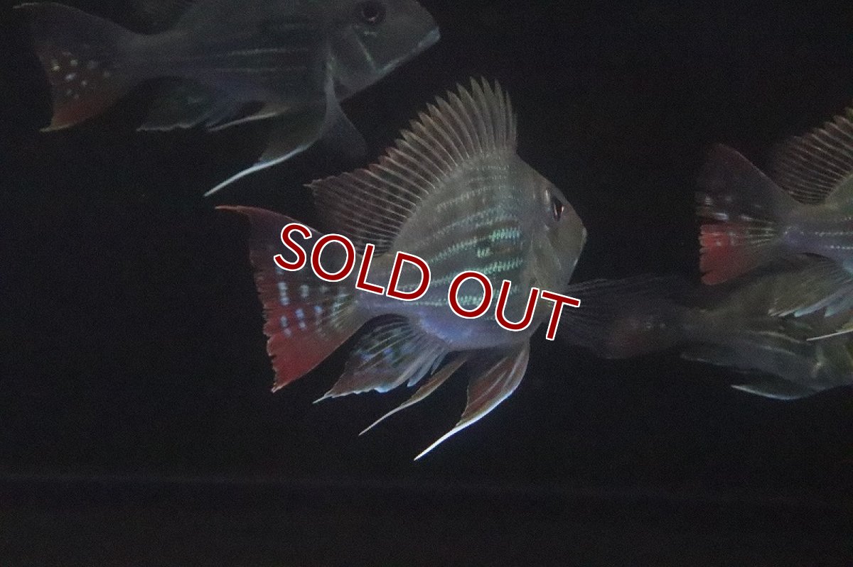 画像3: 【淡水魚】【通販】レア種 Lサイズ バルーンゲオファーガス【1匹 サンプル画像】(±9cm)(大型魚)（生体）（淡水）NKO (3)