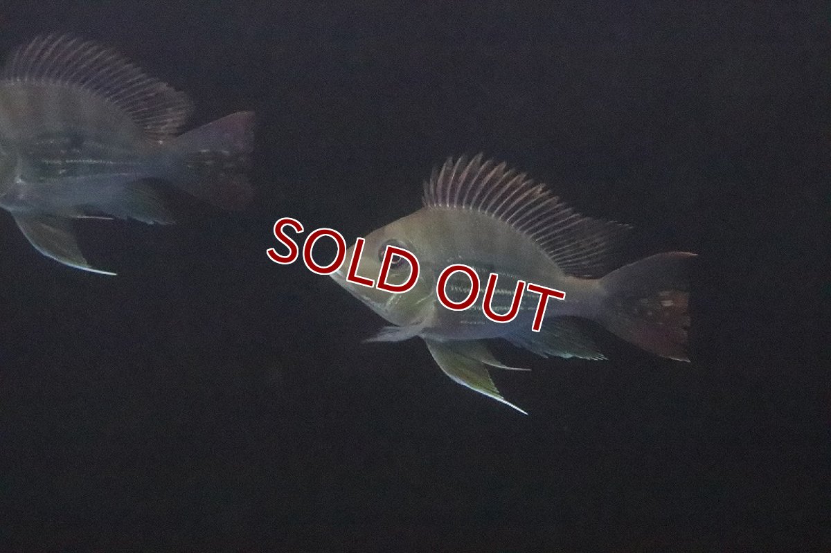 画像4: 【淡水魚】【通販】レア種 Lサイズ バルーンゲオファーガス【1匹 サンプル画像】(±9cm)(大型魚)（生体）（淡水）NKO (4)