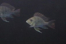 画像4: 【淡水魚】【通販】かなり久々 レア種 Lサイズ バルーンレッドゲオファーガス【1匹】(±10-11cm)(大型魚)（生体）（淡水）NKO (4)