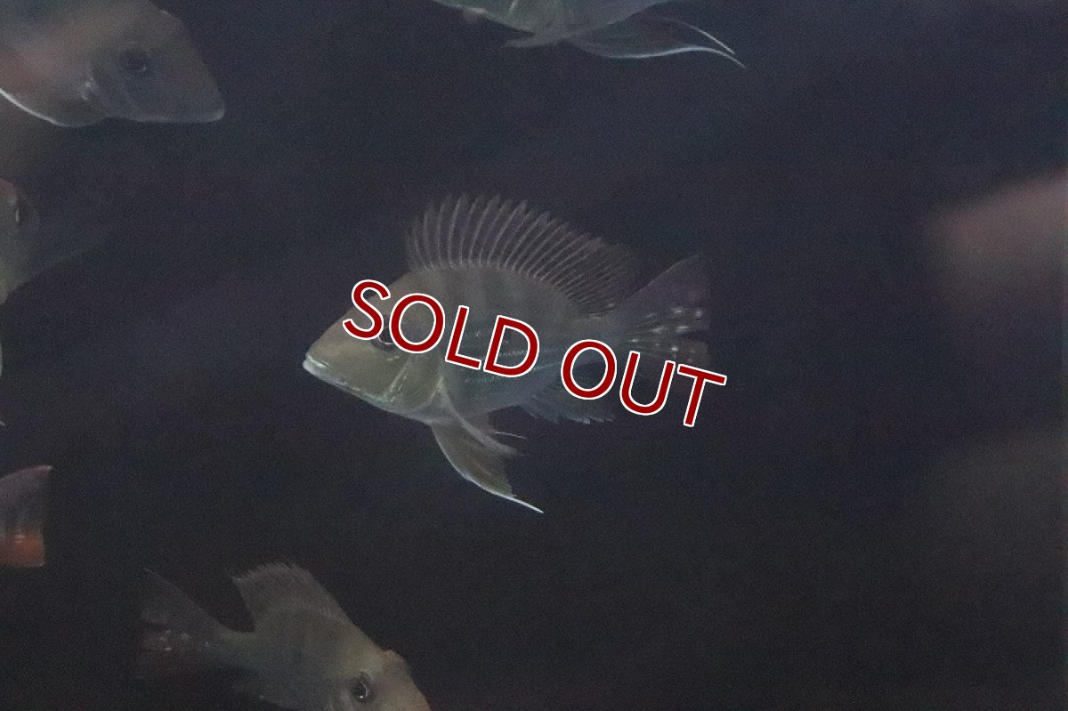 画像5: 【淡水魚】【通販】レア種 Lサイズ バルーンゲオファーガス【1匹 サンプル画像】(±9cm)(大型魚)（生体）（淡水）NKO (5)