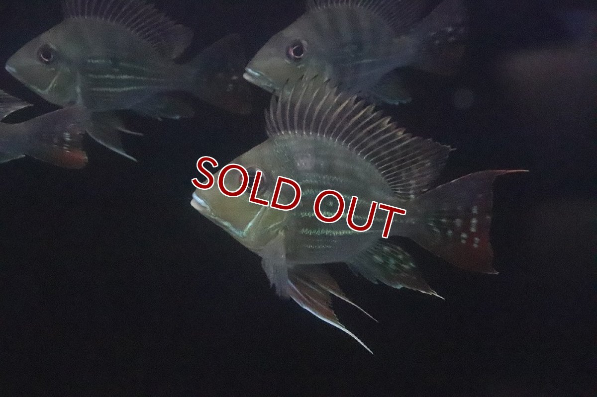 画像6: 【淡水魚】【通販】レア種 Lサイズ バルーンゲオファーガス【1匹 サンプル画像】(±9cm)(大型魚)（生体）（淡水）NKO (6)