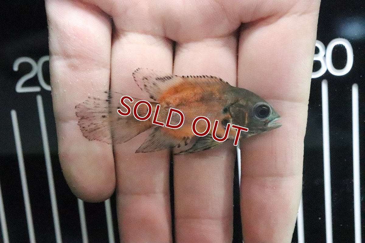 画像2: 【淡水魚】【通販】レア種 ロングフィン レッドオスカー【1匹 サンプル画像】(±5cm)(大型魚)(生体)(熱帯魚)ＮＫＯ (2)