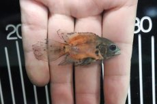 画像2: 【淡水魚】【通販】レア種 ロングフィン レッドオスカー【１匹】(±5cm)(大型魚)(生体)(熱帯魚)ＮＫＯ (2)