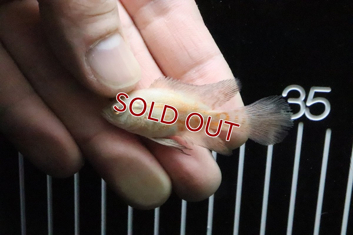 画像2: 【淡水魚】【通販】レア種 ロングフィン アルビノレッドタイガーオスカー【1匹 サンプル画像】(±5cm)(大型魚)(生体)(熱帯魚)ＮＫＯ (2)