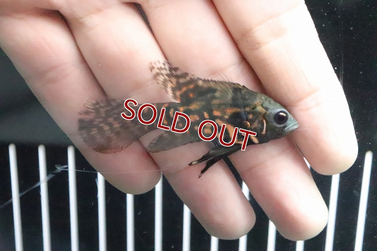 画像2: 【淡水魚】【通販】レア種 ロングフィン レッドタイガーオスカー【1匹 サンプル画像】(±5cm)(大型魚)(生体)(熱帯魚)ＮＫＯ (2)