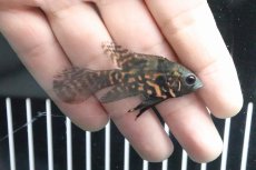 画像2: 【淡水魚】【通販】レア種 ロングフィン レッドタイガーオスカー【１匹】(±5cm)(大型魚)(生体)(熱帯魚)ＮＫＯ (2)