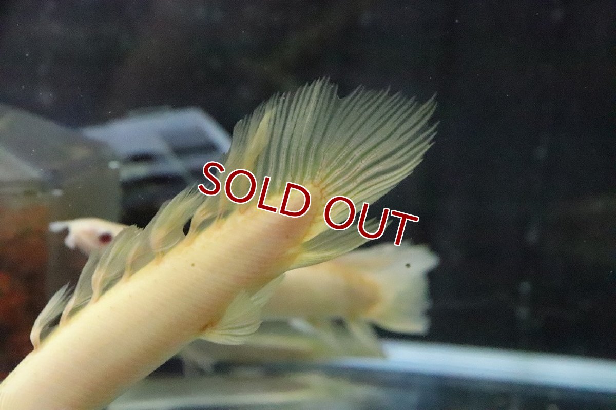 画像2: 【淡水魚】【通販】ロングフィン ポリプテルス アルビノセネガルス(ドラゴンフィン)1匹 サンプル画像(±8cm)(生体)(熱帯魚)ＮＫＯ (2)