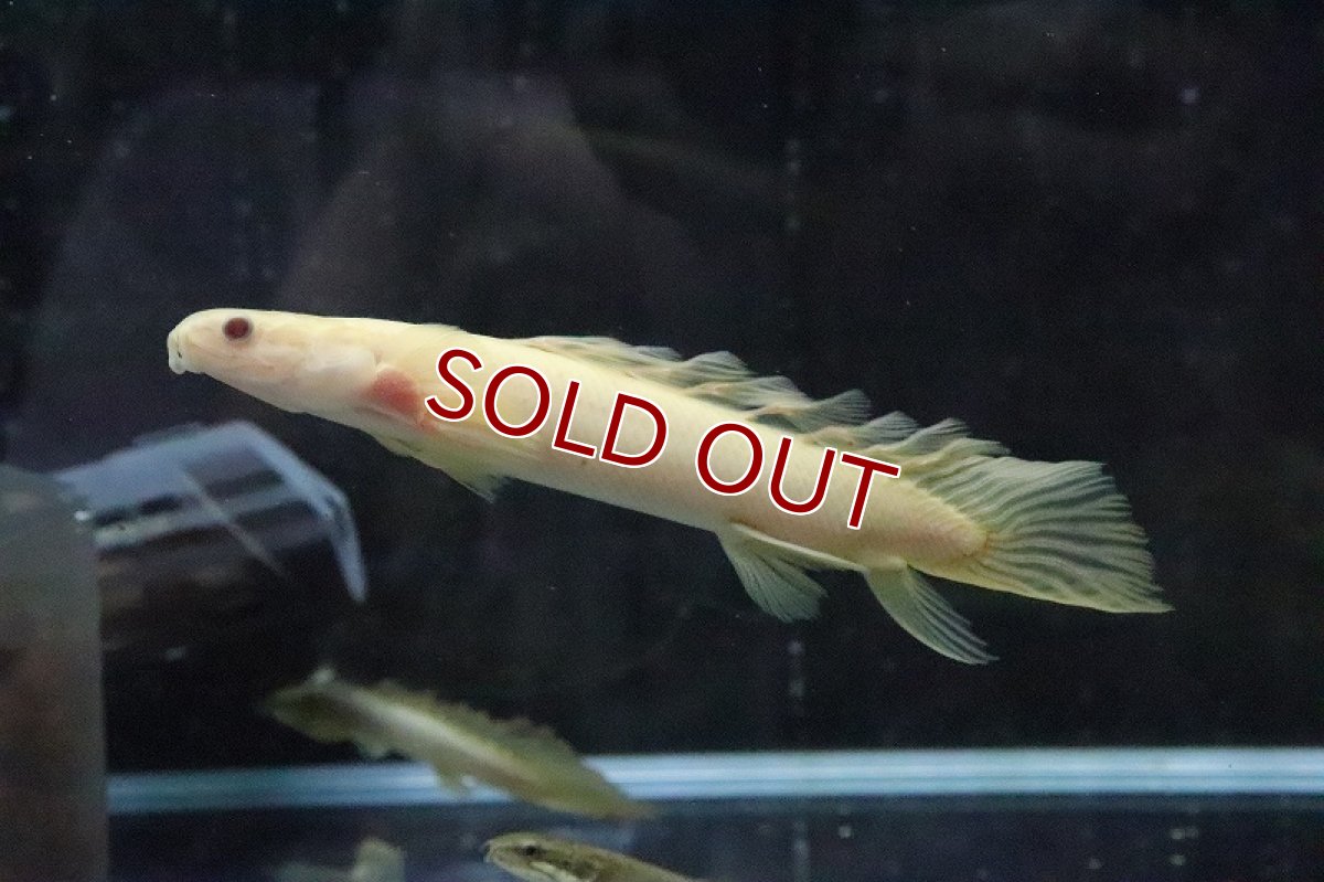 画像3: 【淡水魚】【通販】ロングフィン ポリプテルス アルビノセネガルス(ドラゴンフィン)1匹 サンプル画像(±8cm)(生体)(熱帯魚)ＮＫＯ (3)