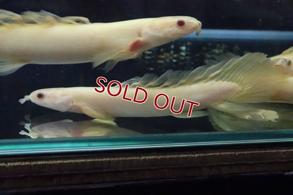 画像4: 【淡水魚】【通販】ロングフィン ポリプテルス アルビノセネガルス(ドラゴンフィン)1匹 サンプル画像(±8cm)(生体)(熱帯魚)ＮＫＯ (4)