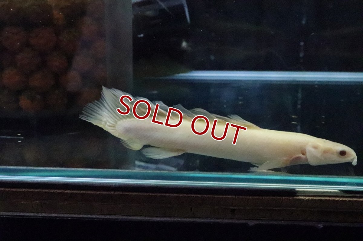 画像5: 【淡水魚】【通販】ロングフィン ポリプテルス アルビノセネガルス(ドラゴンフィン)1匹 サンプル画像(±8cm)(生体)(熱帯魚)ＮＫＯ (5)