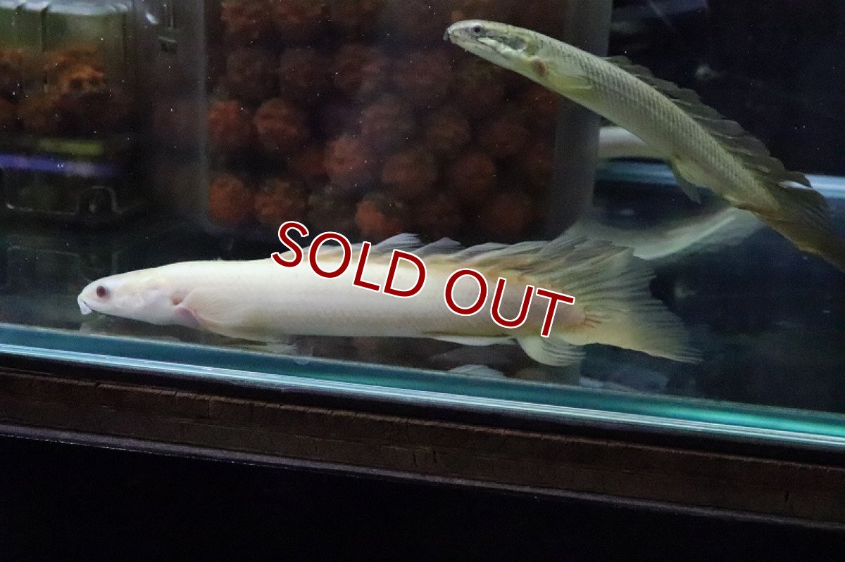 画像6: 【淡水魚】【通販】ロングフィン ポリプテルス アルビノセネガルス(ドラゴンフィン)1匹 サンプル画像(±8cm)(生体)(熱帯魚)ＮＫＯ (6)