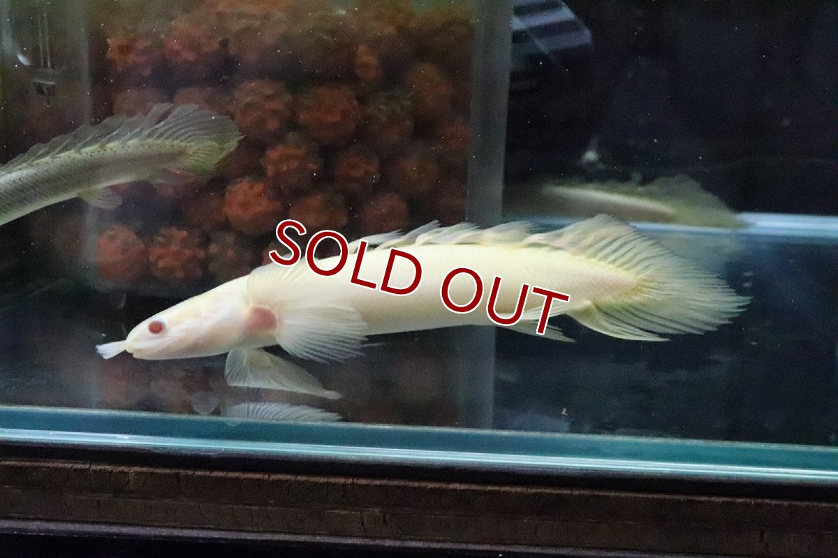 画像7: 【淡水魚】【通販】ロングフィン ポリプテルス アルビノセネガルス(ドラゴンフィン)1匹 サンプル画像(±8cm)(生体)(熱帯魚)ＮＫＯ (7)