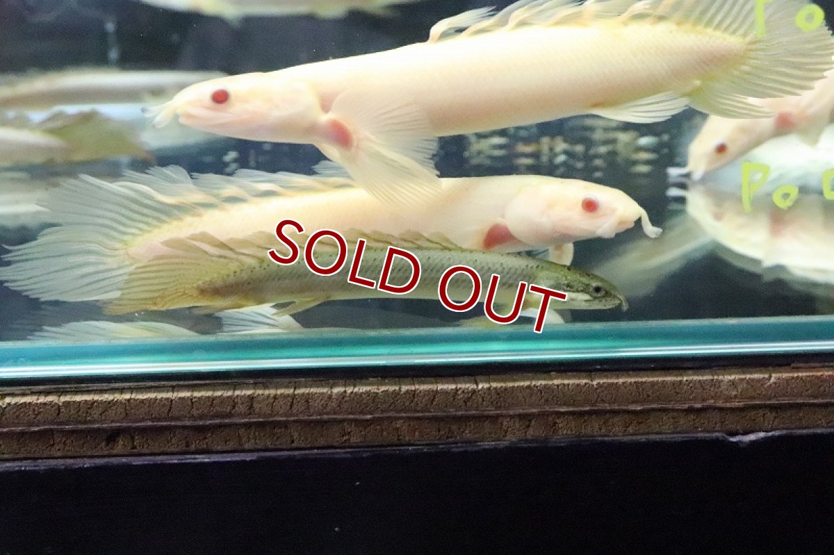 画像2: 【淡水魚】【通販】Lサイズ ロングフィン ポリプテルス セネガルス(ドラゴンフィン)1匹 サンプル画像】±15-18cm(生体)(熱帯魚)ＮＫＯ (2)