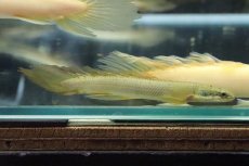 画像3: 【淡水魚】【通販】レア種 ロングフィン ポリプテルス セネガルス(ドラゴンフィン)1匹 サンプル画像】(±7-8cm)(大型魚)(生体)(熱帯魚)ＮＫＯ (3)
