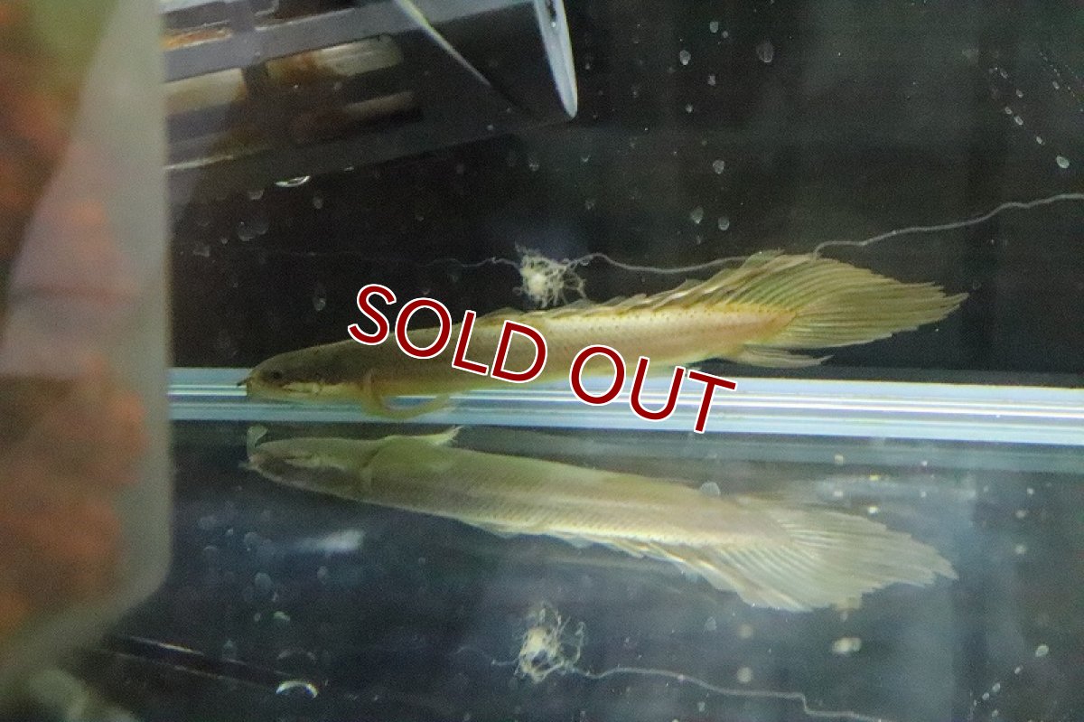 画像4: 【淡水魚】【通販】Lサイズ ロングフィン ポリプテルス セネガルス(ドラゴンフィン)1匹 サンプル画像】±15-18cm(生体)(熱帯魚)ＮＫＯ (4)