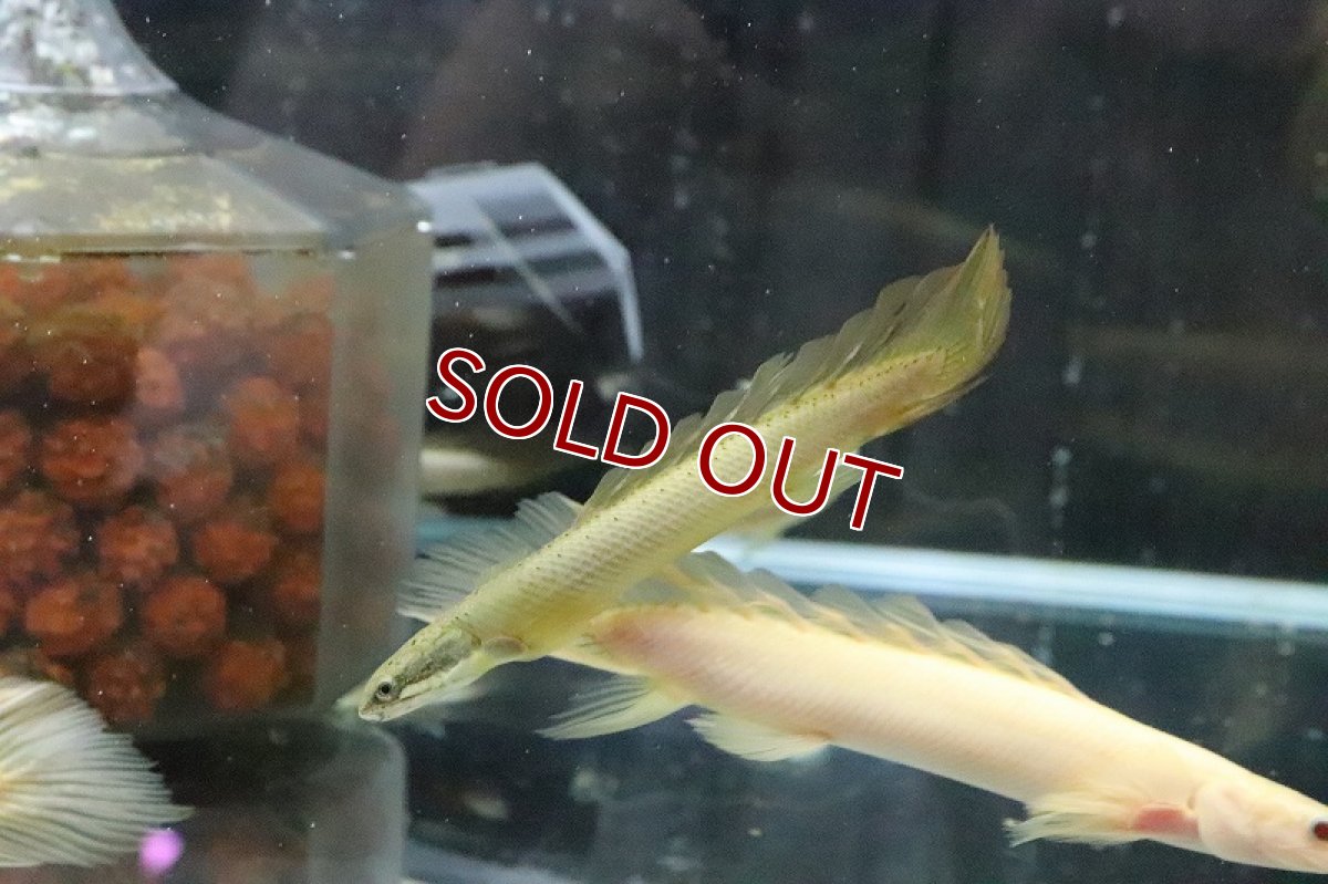 画像5: 【淡水魚】【通販】Lサイズ ロングフィン ポリプテルス セネガルス(ドラゴンフィン)1匹 サンプル画像】±15-18cm(生体)(熱帯魚)ＮＫＯ (5)