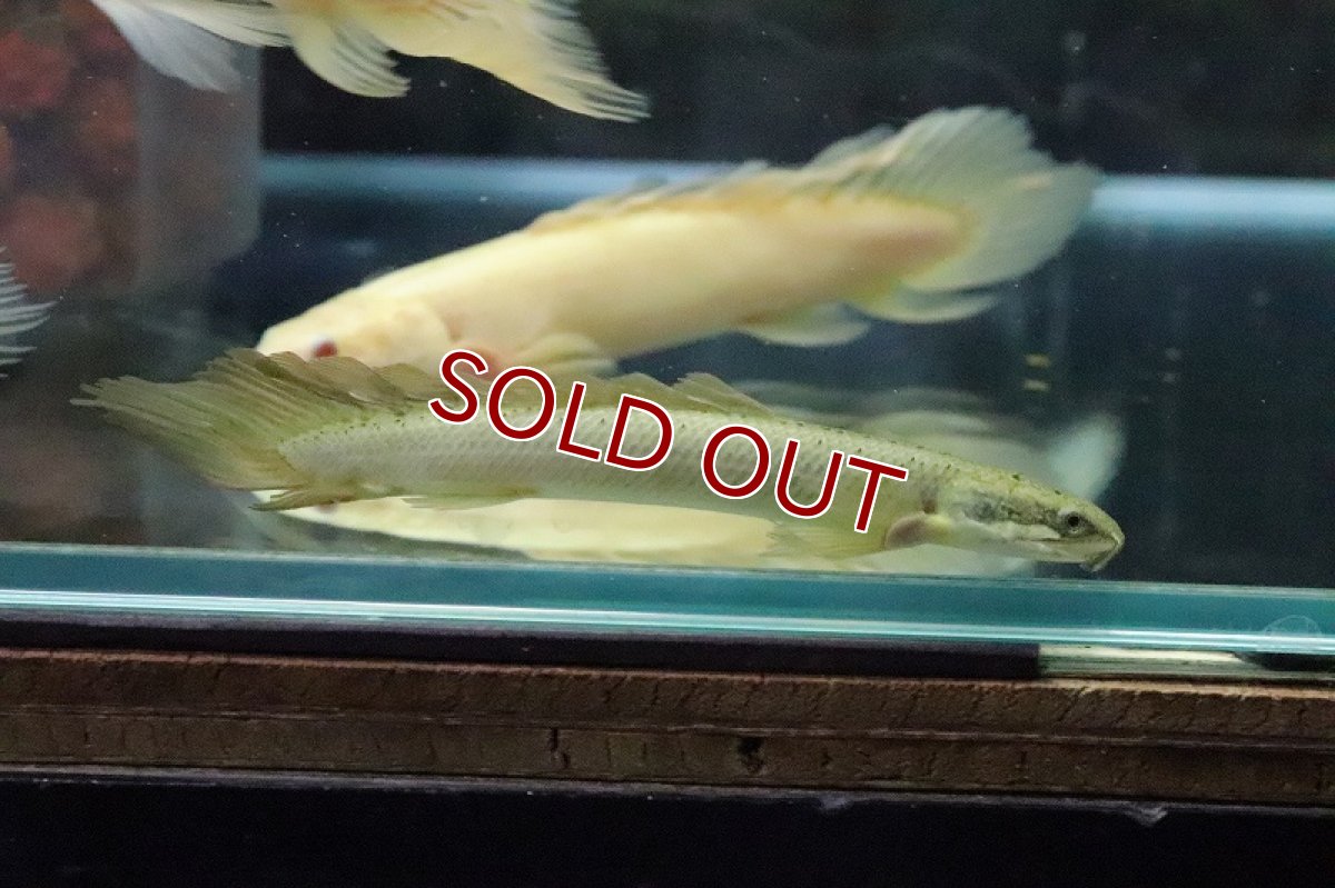 画像6: 【淡水魚】【通販】Lサイズ ロングフィン ポリプテルス セネガルス(ドラゴンフィン)1匹 サンプル画像】±15-18cm(生体)(熱帯魚)ＮＫＯ (6)