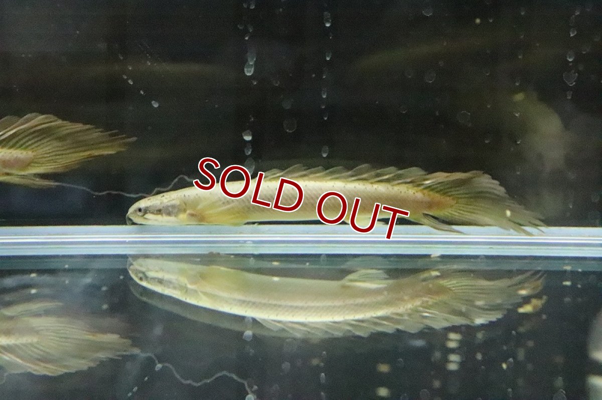 画像7: 【淡水魚】【通販】Lサイズ ロングフィン ポリプテルス セネガルス(ドラゴンフィン)1匹 サンプル画像】±15-18cm(生体)(熱帯魚)ＮＫＯ (7)