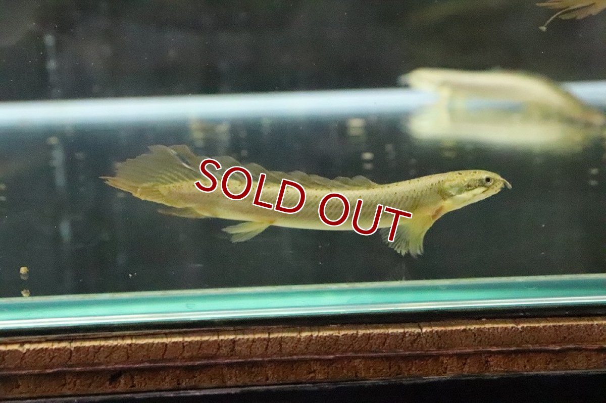 画像8: 【淡水魚】【通販】Lサイズ ロングフィン ポリプテルス セネガルス(ドラゴンフィン)1匹 サンプル画像】±15-18cm(生体)(熱帯魚)ＮＫＯ (8)