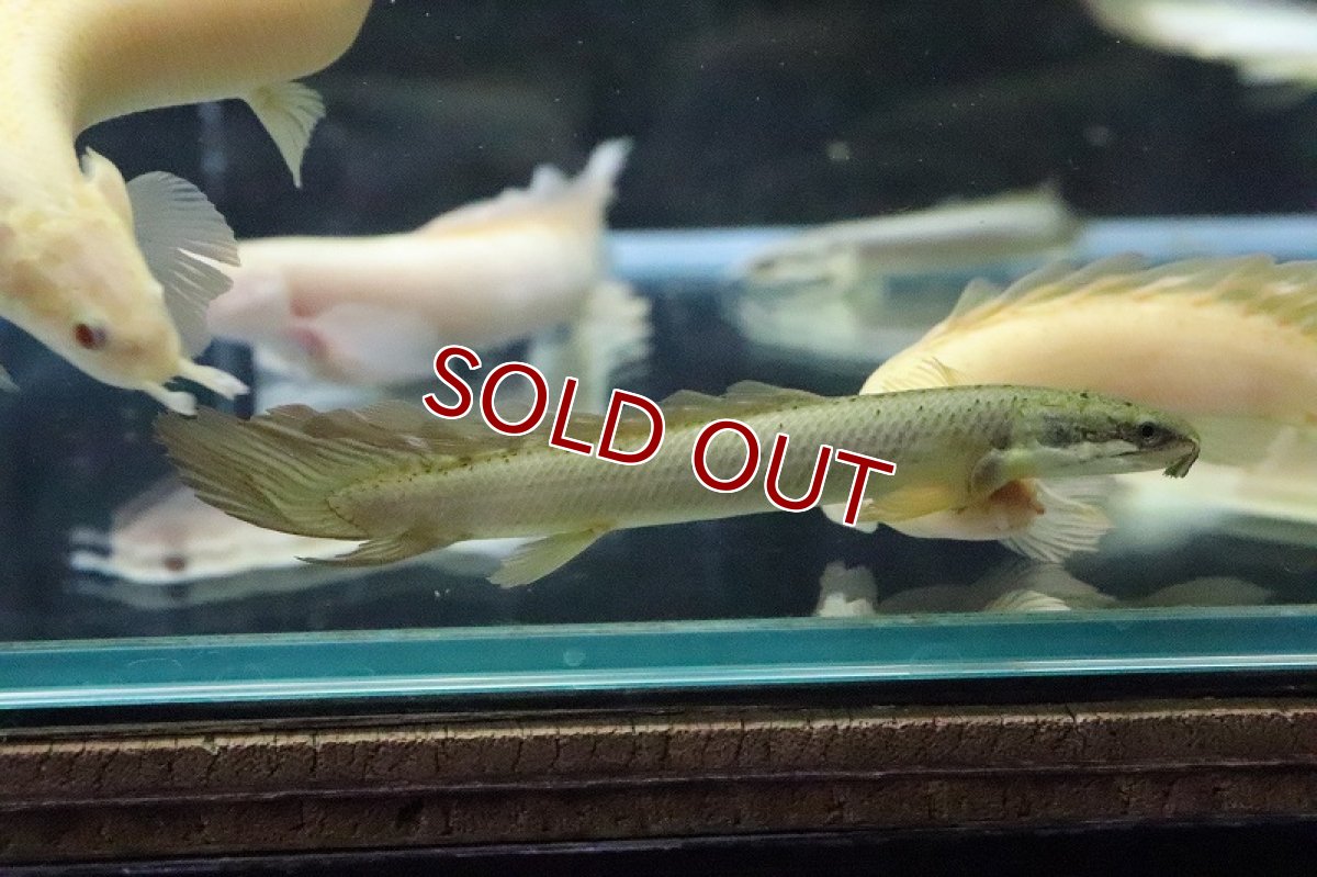 画像9: 【淡水魚】【通販】Lサイズ ロングフィン ポリプテルス セネガルス(ドラゴンフィン)1匹 サンプル画像】±15-18cm(生体)(熱帯魚)ＮＫＯ (9)