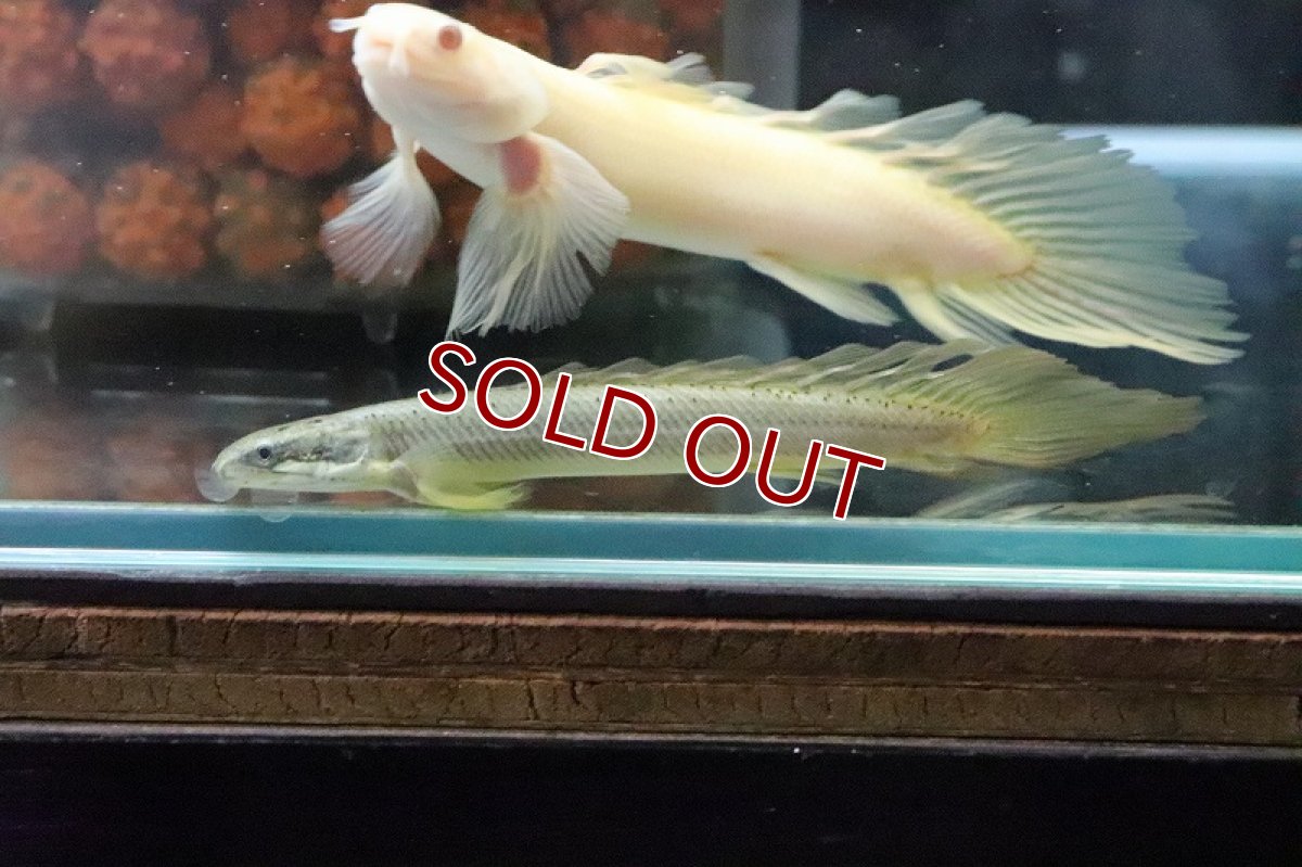 画像10: 【淡水魚】【通販】Lサイズ ロングフィン ポリプテルス セネガルス(ドラゴンフィン)1匹 サンプル画像】±15-18cm(生体)(熱帯魚)ＮＫＯ (10)
