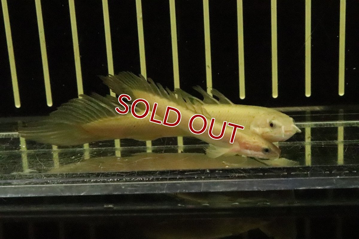 画像2: 【淡水魚】激レア ポリプテルス ロングフィン ゴールデンセネガルス【1匹 サンプル画像販売】(±5.5-9cm)(大型魚（生体）（熱帯魚）NKＯ (2)