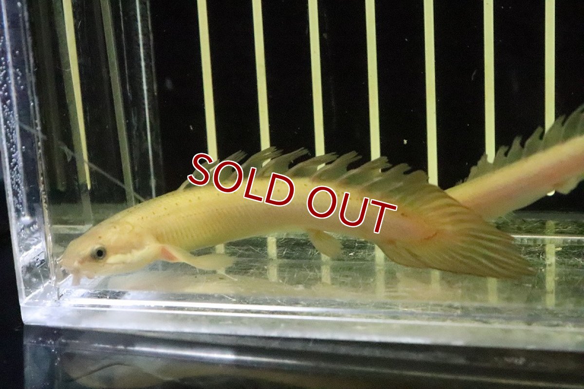 画像3: 【淡水魚】激レア ポリプテルス ロングフィン ゴールデンセネガルス【1匹 サンプル画像販売】(±5.5-9cm)(大型魚（生体）（熱帯魚）NKＯ (3)