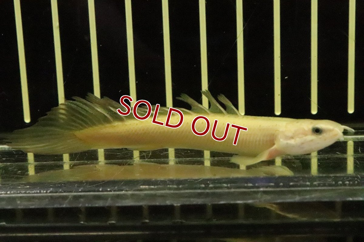 画像4: 【淡水魚】激レア ポリプテルス ロングフィン ゴールデンセネガルス【1匹 サンプル画像販売】(±5.5-9cm)(大型魚（生体）（熱帯魚）NKＯ (4)