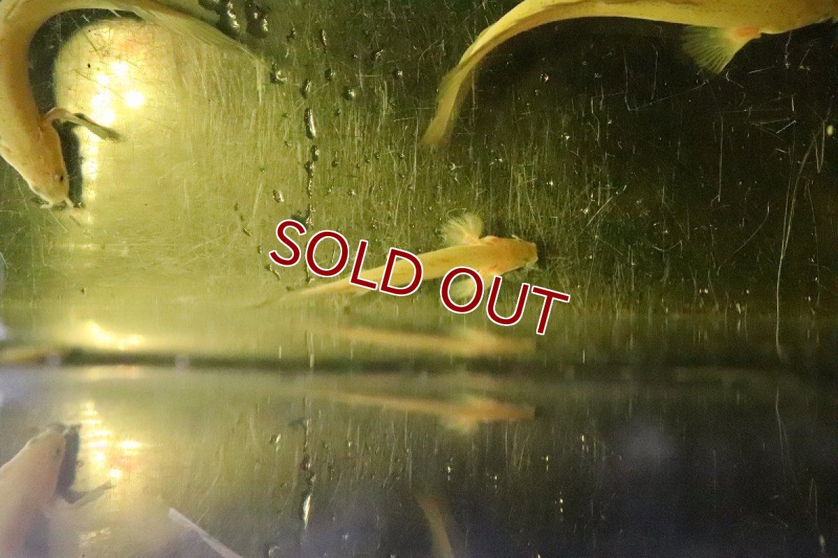 画像5: 【淡水魚】激レア ポリプテルス ロングフィン ゴールデンセネガルス【1匹 サンプル画像販売】(±5.5-9cm)(大型魚（生体）（熱帯魚）NKＯ (5)