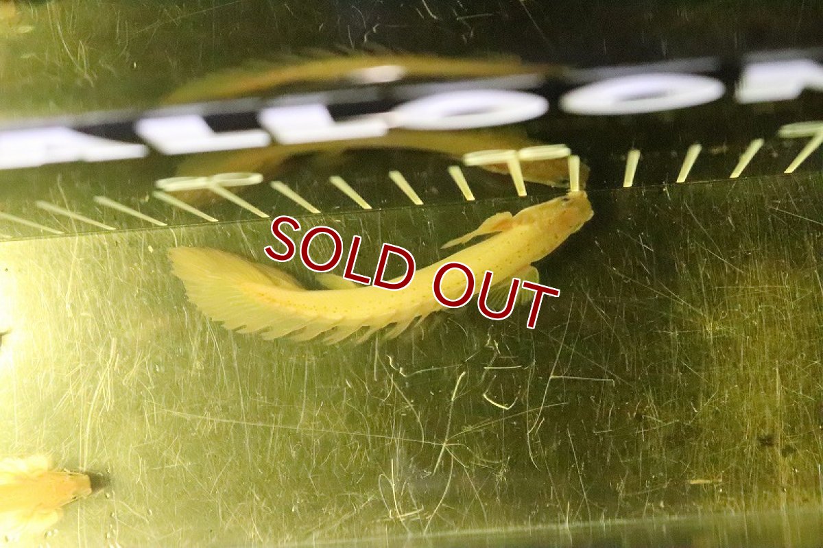 画像6: 【淡水魚】激レア ポリプテルス ロングフィン ゴールデンセネガルス【1匹 サンプル画像販売】(±5.5-9cm)(大型魚（生体）（熱帯魚）NKＯ (6)