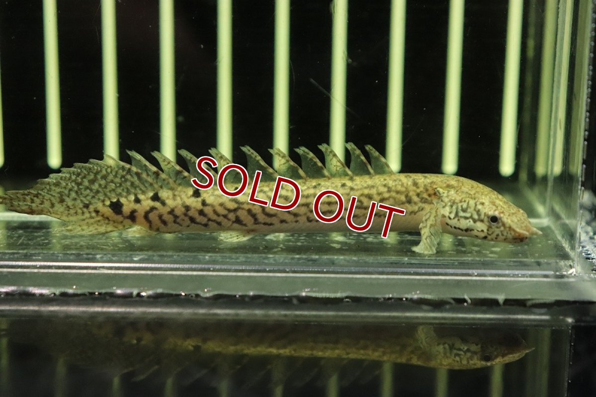 画像2: 【淡水魚】久々入荷 バンドレス ポリプテルス デルヘジィ【1匹】(±8cm)(大型魚)（生体）（熱帯魚）NKＯ (2)